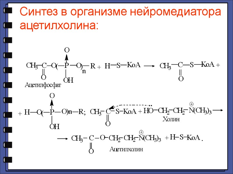Синтез в организме нейромедиатора ацетилхолина: